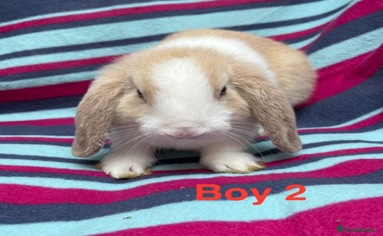 Mini Lop rabbits - Advert 1