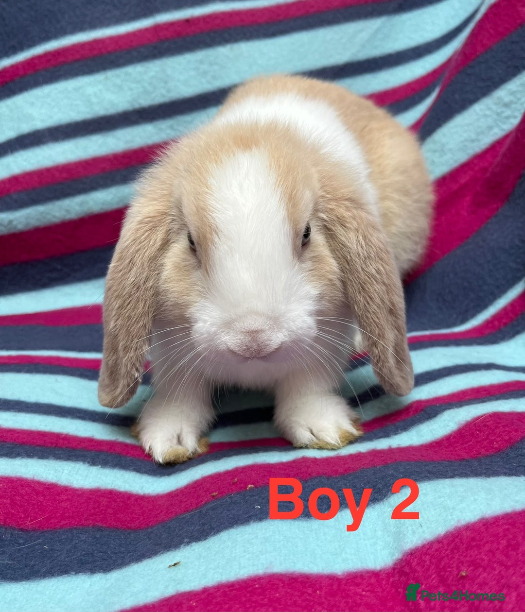 Mini Lop rabbits for sale: Adorable Baby mini loops  - Image 1