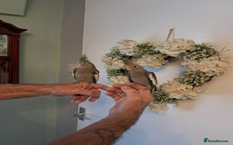 Cockatiels birds for sale: Hand reared baby cocktails very tame and ready  - Image 8