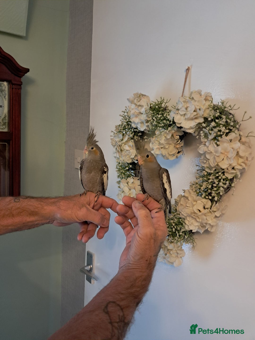 Cockatiels birds for sale: Hand reared baby cocktails very tame and ready  - Image 8