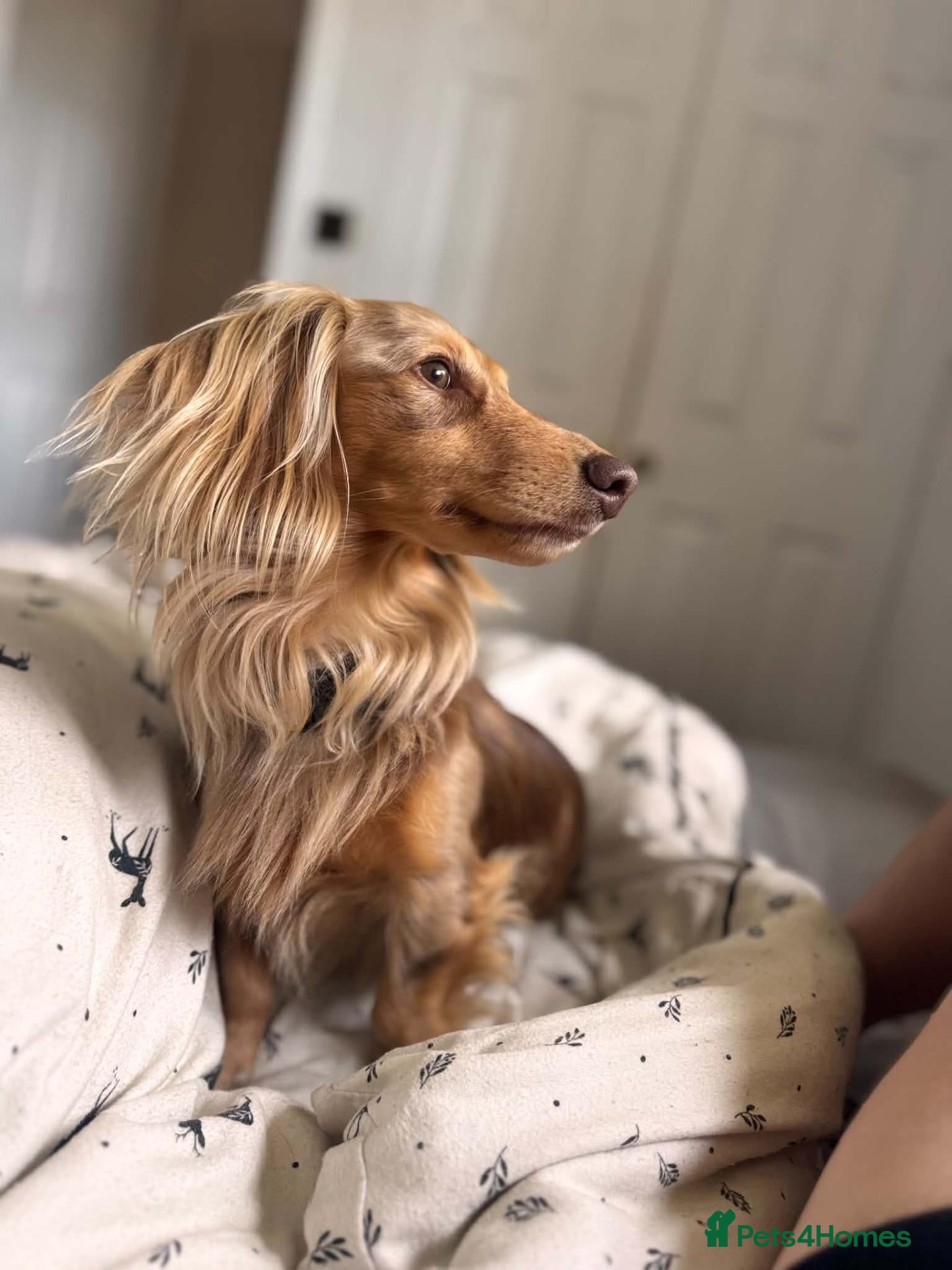 Dachshund dogs Beautiful long haired miniature daschunds . - Advert 1
