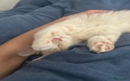 Maine Coon cats for sale: Main Coon kittens for sale - Image 30