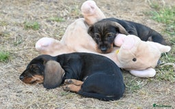 Dachshund dogs for sale: Standard Wire-Haired Dachshund Puppies  - Image 1