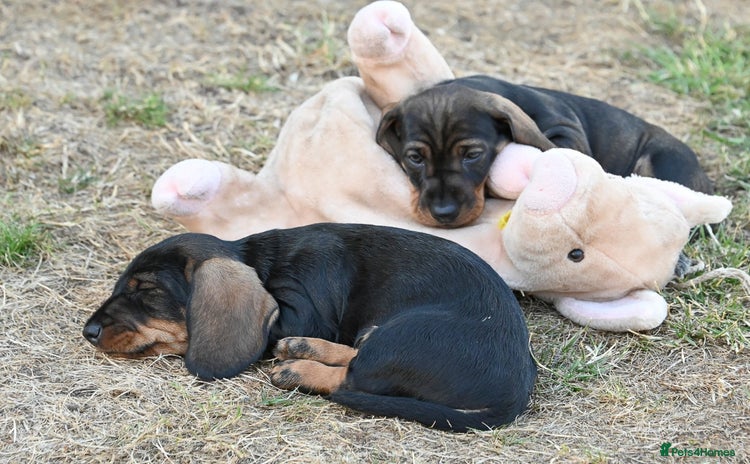 Dachshund dogs - Advert 15