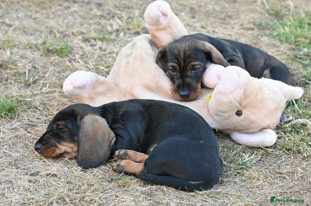 Dachshund dogs for sale: Standard Wire-Haired Dachshund Puppies  - Image 1
