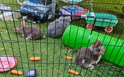 Mini Lion Lop rabbits for sale: Mini lop cross lionhead/mini lop - Image 7