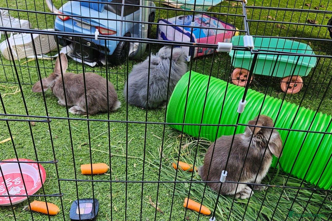 Mini Lion Lop rabbits for sale: Mini lop cross lionhead/mini lop - Image 7