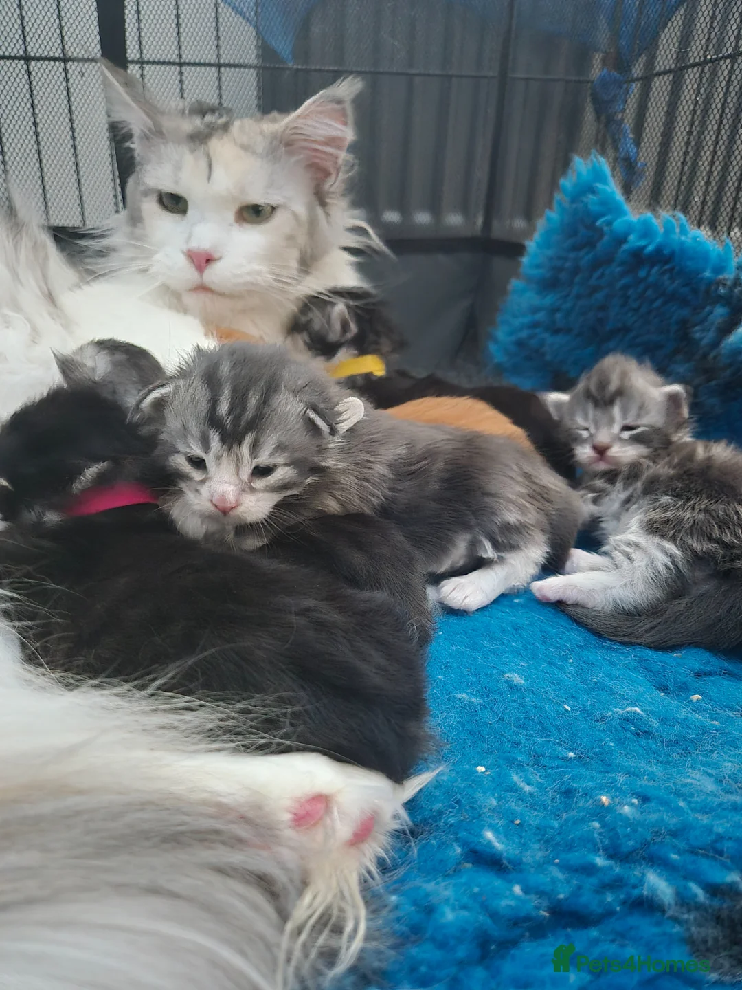 Maine Coon cats for sale: Adorable mainecoon kittens  - Advert 1