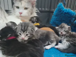 Maine Coon cats Adorable mainecoon kittens - Advert 17