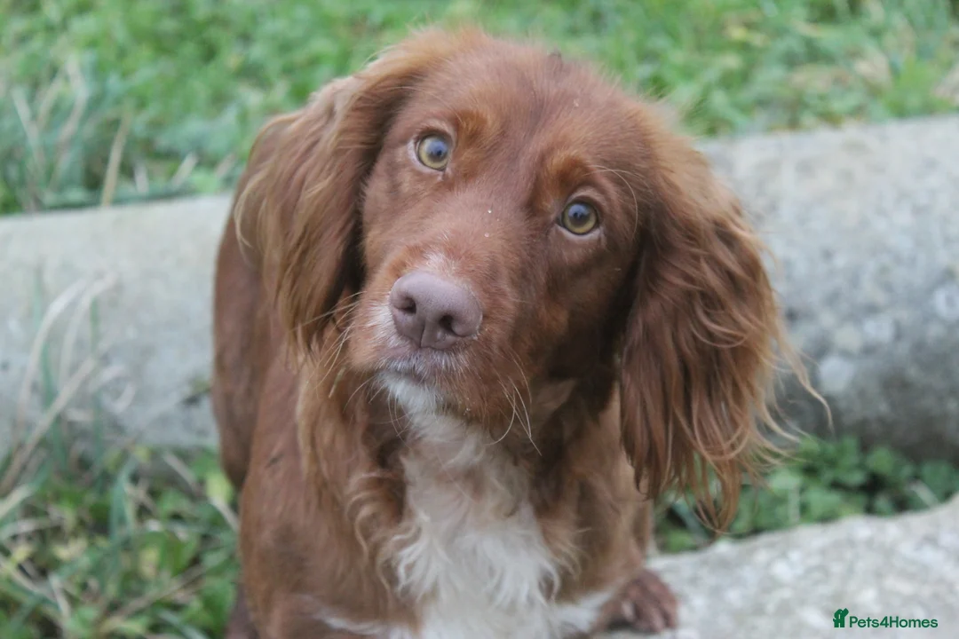 Cocker Spaniel dogs for stud: Fully Health Tested Dark Red W/Cocker Spaniel Stud in Totnes - Advert 19