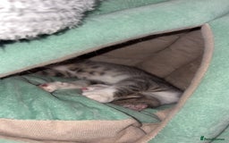 British Shorthair cats for sale: Missy & her 3 kittens & adopted rescue kitten scar - Image 7