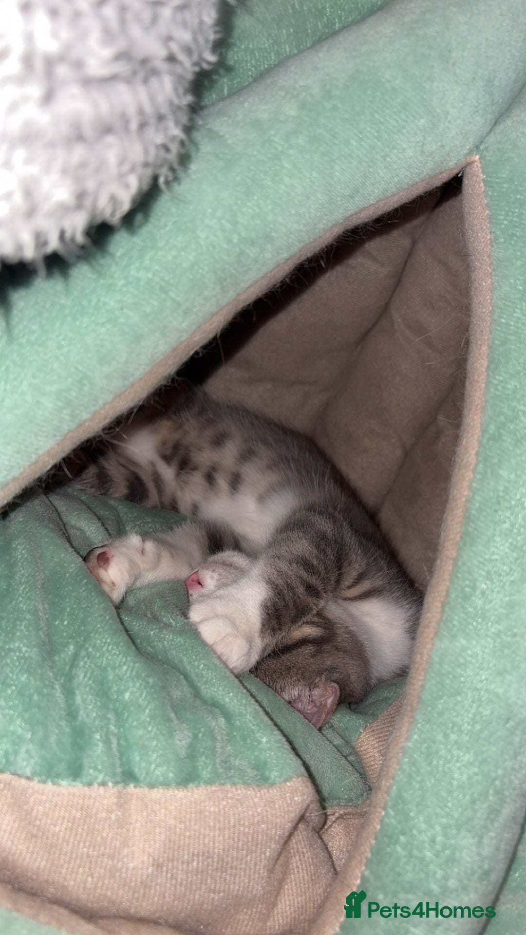 British Shorthair cats for sale: Missy & her 3 kittens & adopted rescue kitten scar - Image 7