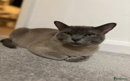 Burmese cats for sale: Beautiful blue Burmese girl - Image 5