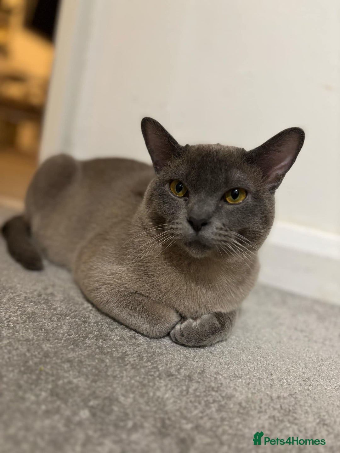 Burmese cats for sale: Beautiful blue Burmese girl - Image 5