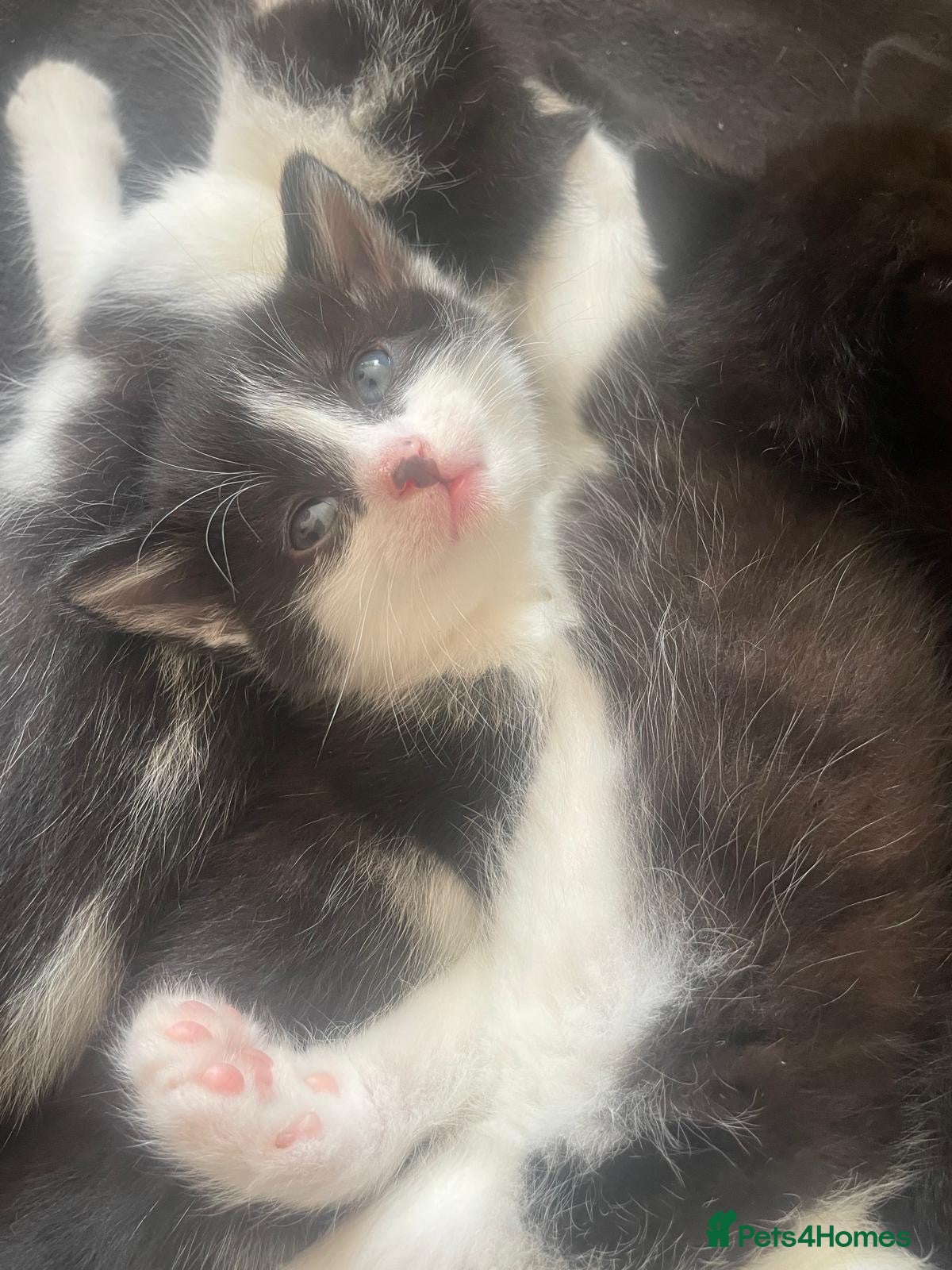 Domestic Shorthair cats Beautiful fluffy kittens  - Advert 9