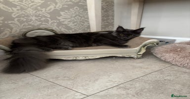 Maine Coon cats - Advert 6