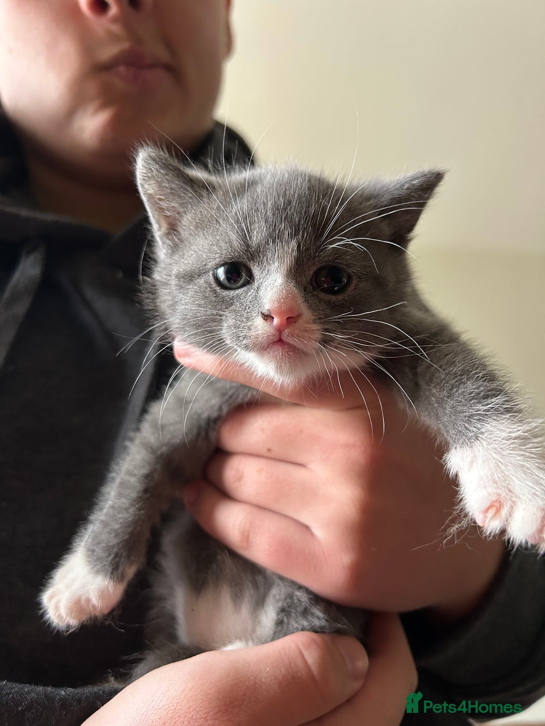 British Shorthair cats for sale: British blue  - Image 11