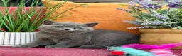 British Shorthair cats for sale: British Shorthairs**READY NOW** - Advert 13