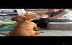 Labrador Retriever dogs for sale: Nala has severe allergies, needs experienced owner - Image 4