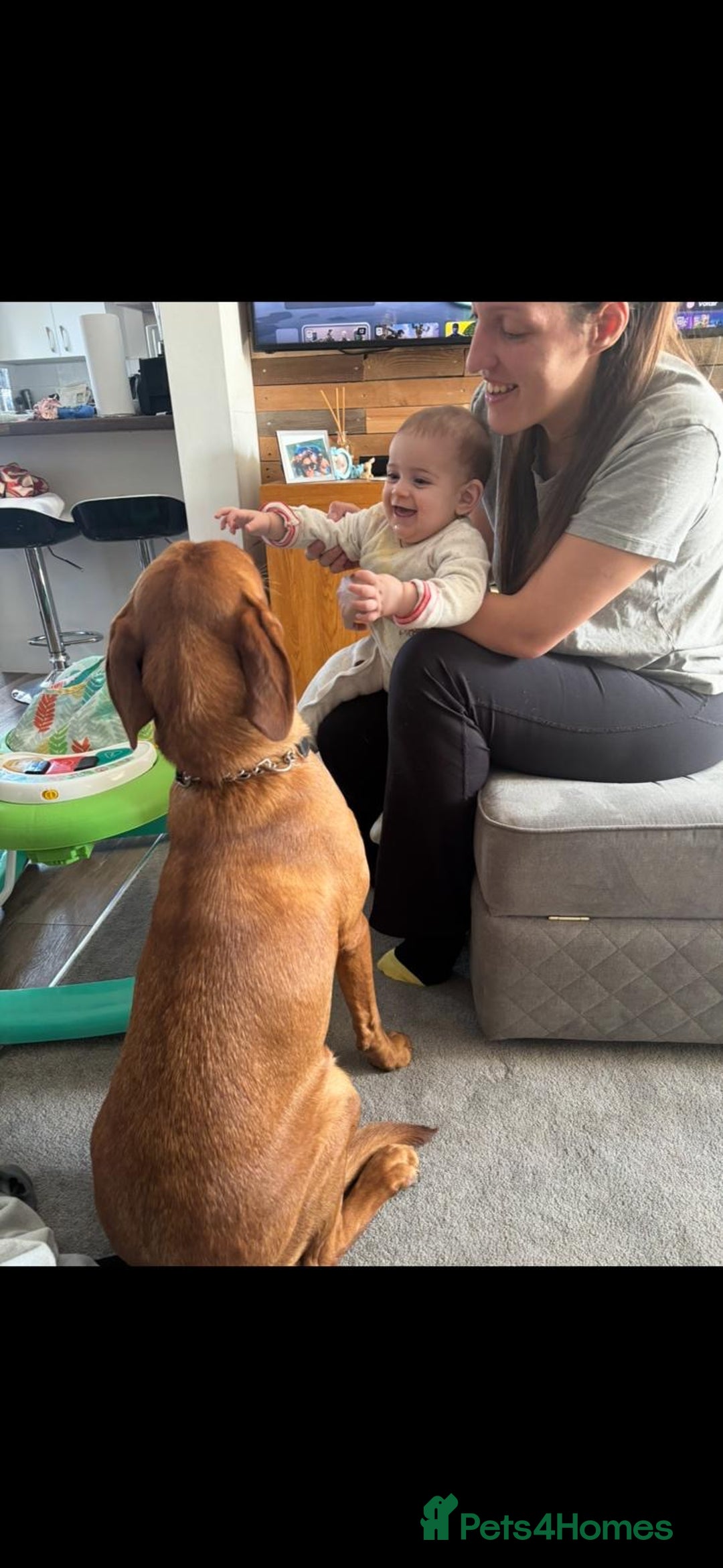 Labrador Retriever dogs for sale: Nala has severe allergies, needs experienced owner - Image 4
