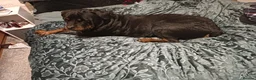 Rottweiler dogs for sale: Rotty for sale  - Advert 2