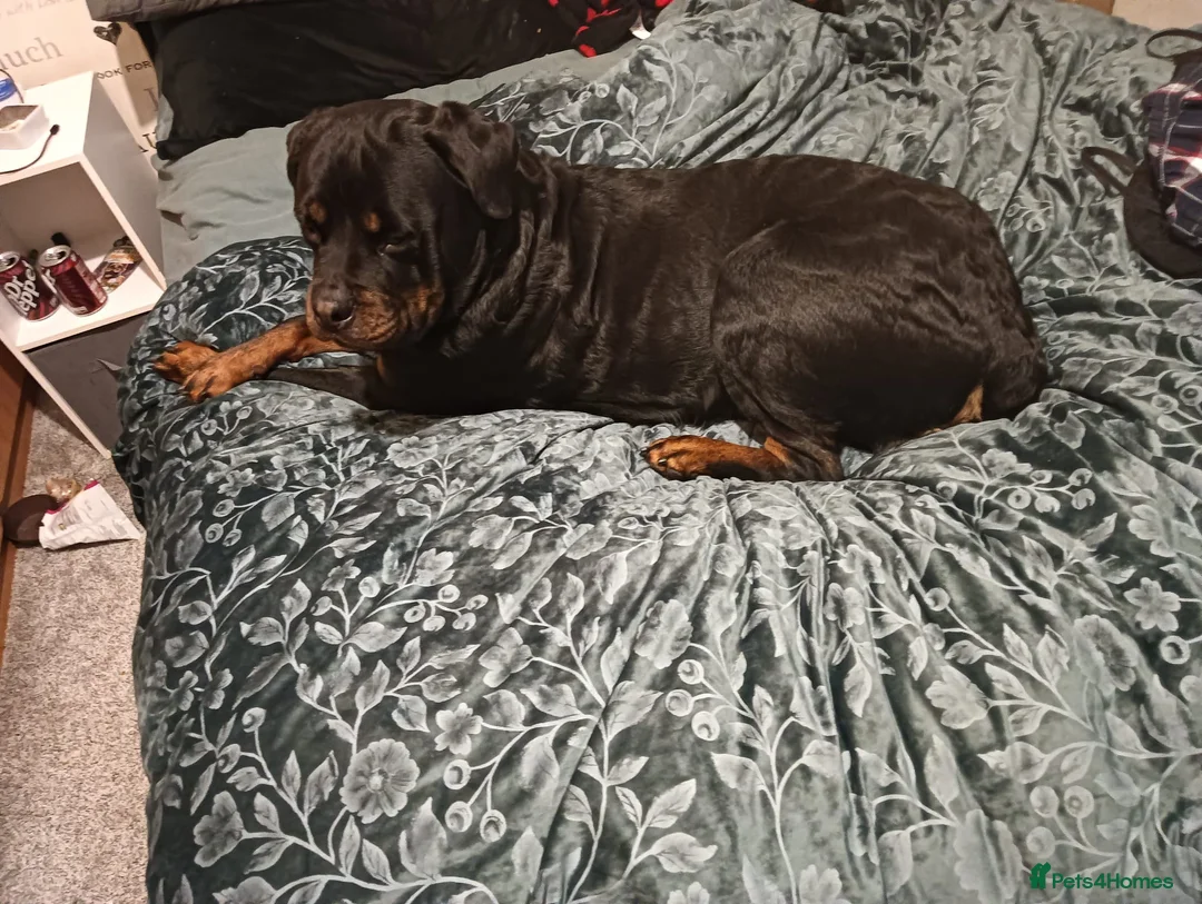Rottweiler dogs for sale: Rotty for sale  - Advert 2