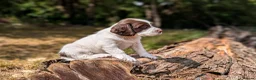 English Springer Spaniel dogs for sale: KC Registered English Springer Spaniel Puppies - Advert 13