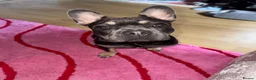 French Bulldog dogs for sale: Raven  in Liskeard - Advert 1