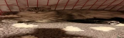 Maine Coon cats for sale: GCCF Registered Maine coon kittens  - Advert 12