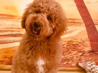 Labradoodle dogs Stunning Miniature Labradoodles Licensed - Advert 3