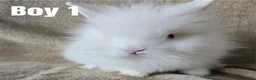 Lionhead rabbits for sale: 🐰💕 BEAUTIFUL PUREBRED LIONHEAD BABIES  in Glasgow - Advert 6