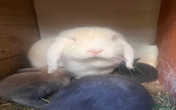 Mini Lion Lop rabbits for sale: Mini lop - Image 1