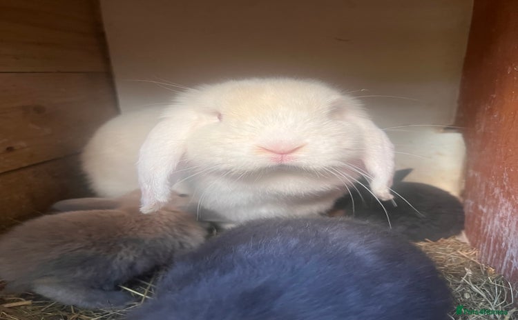 Mini Lion Lop rabbits - Advert 13