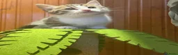 Mixed Breed cats for sale: 4 male kitten for Sales  - Advert 14