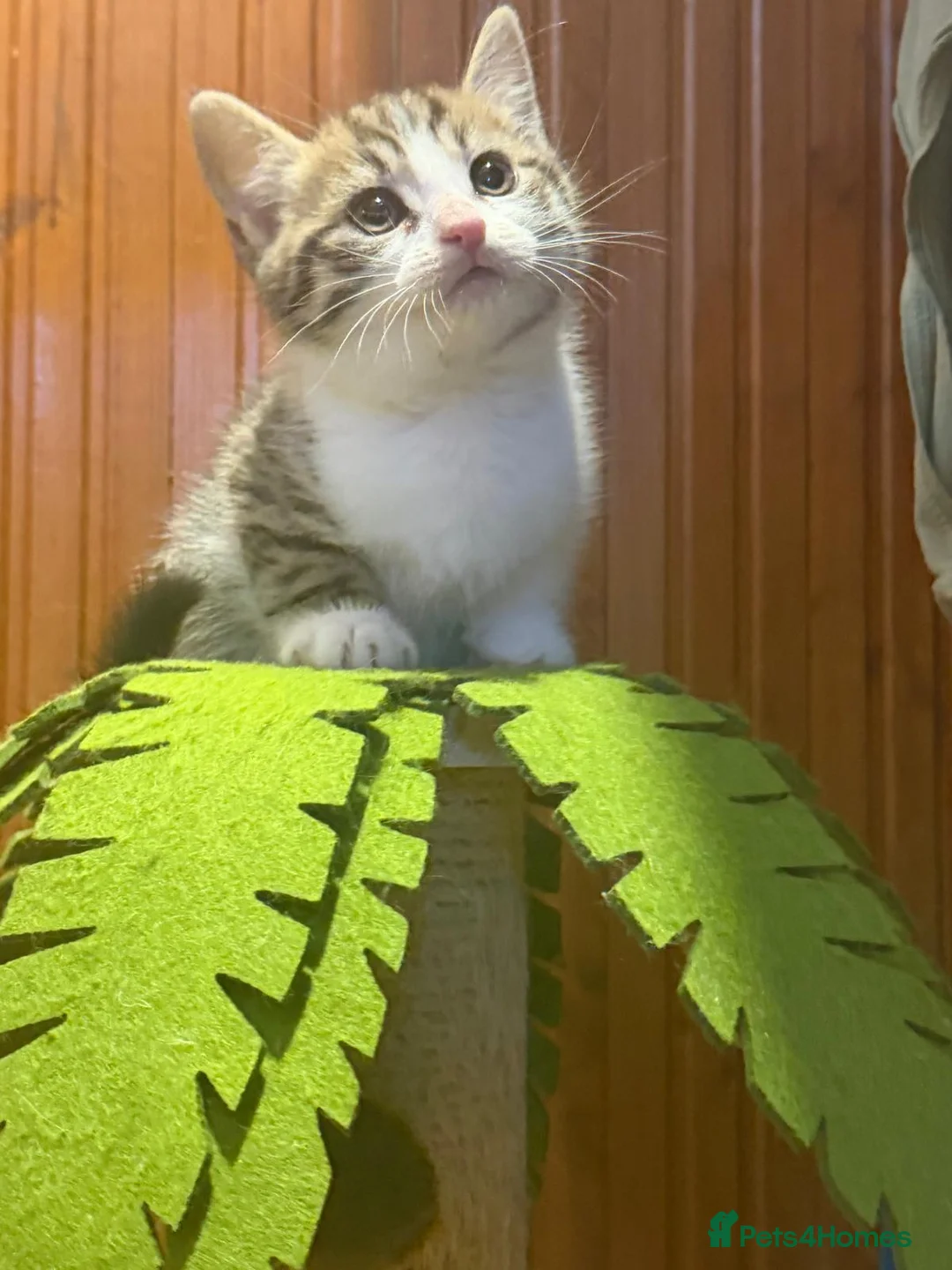 Mixed Breed cats for sale: 4 male kitten for Sales  - Advert 14