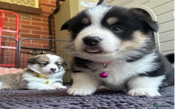Welsh Corgi Pembroke dogs for sale: Gorgeous pure bred Welsh Pembroke Corgi puppies - Image 2