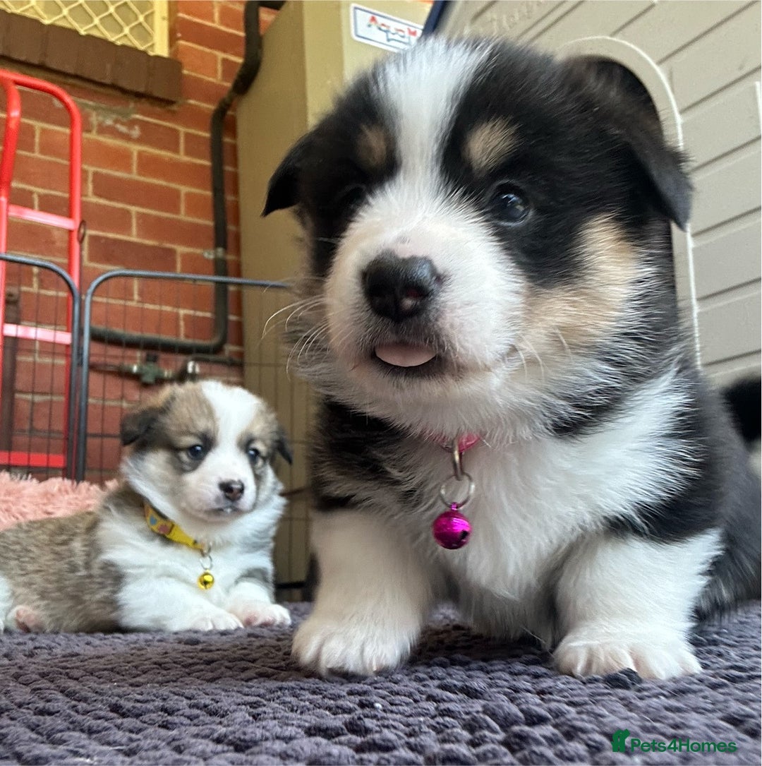 Welsh Corgi Pembroke dogs for sale: Gorgeous pure bred Welsh Pembroke Corgi puppies - Image 2