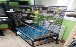 Budgerigars birds for sale: Pair of Budgies for sale - Image 4