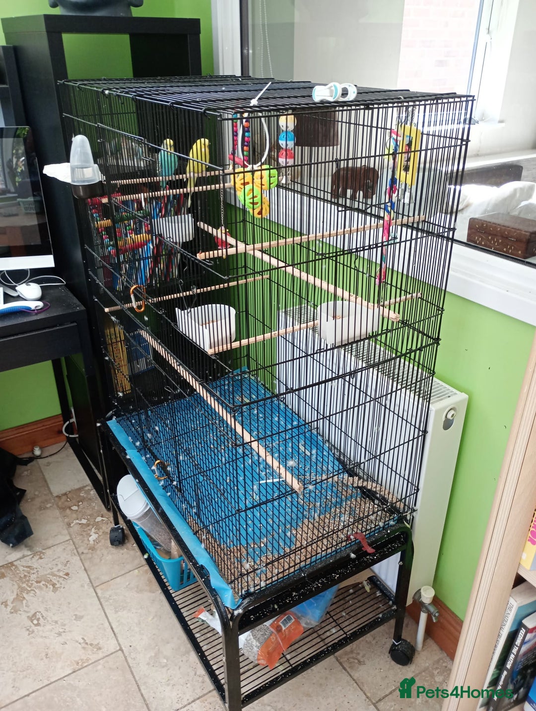 Budgerigars birds for sale: Pair of Budgies for sale - Image 4