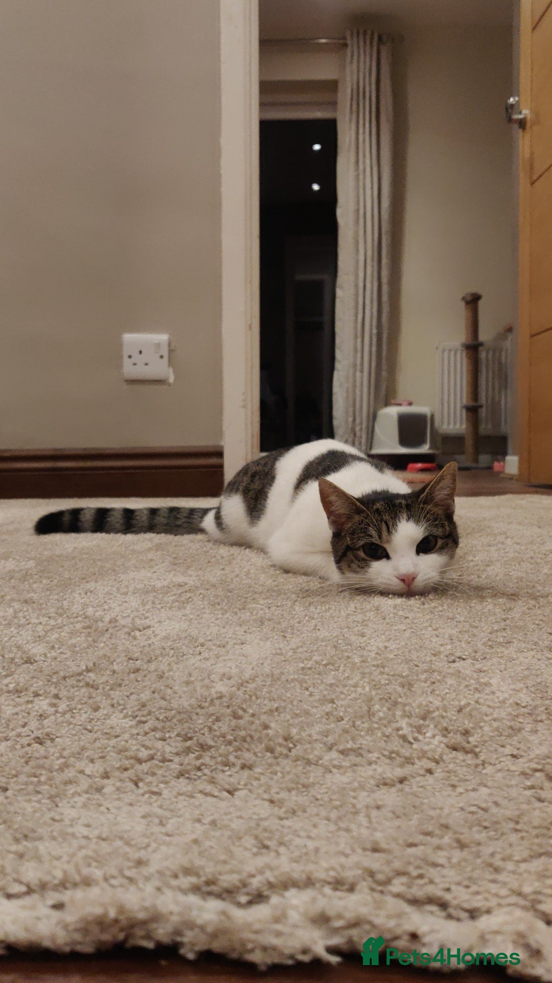 Mixed Breed cats 11 month old female tabby cat  - Advert 1