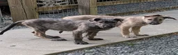 Irish Wolfhound dogs for sale: Irish Wolfhound puppies  - Advert 17