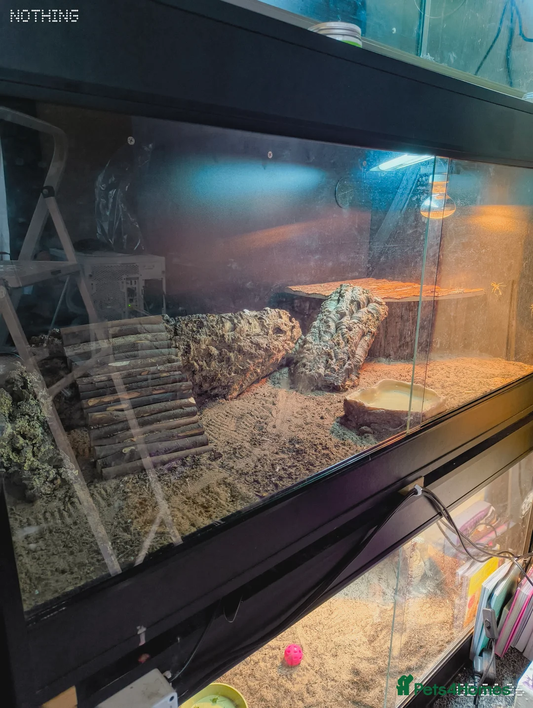 Skink reptiles for sale: Blue tongue skink  with 4x2x2 set up  in Stoke-on-Trent - Advert 2
