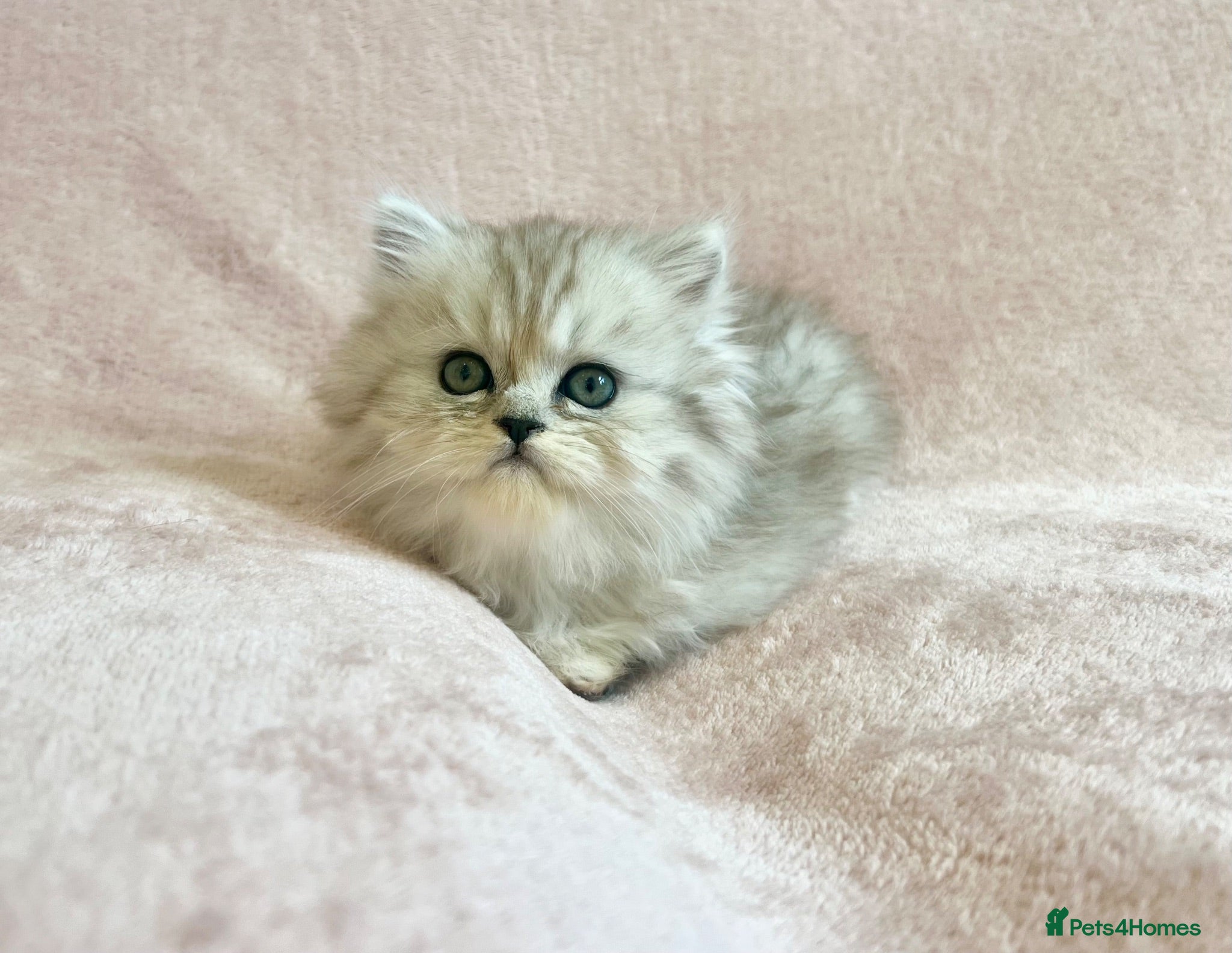 Persian cats **Last One** Beautiful Persian kittens, PKD Neg - Advert 13