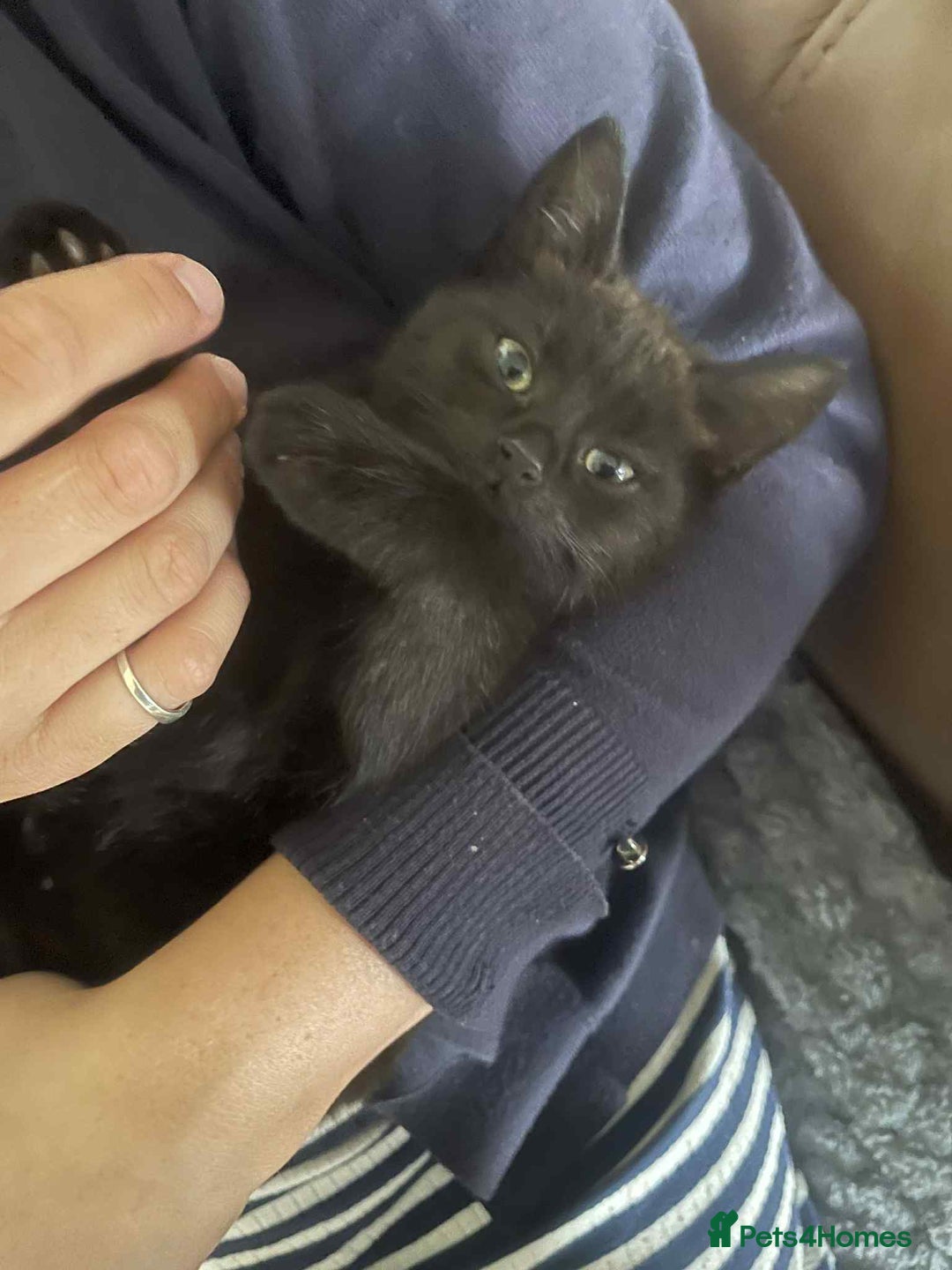 Mixed Breed cats for sale: 3 Beautiful, Friendly kittens  - Image 3