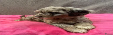 Sproodle 1
