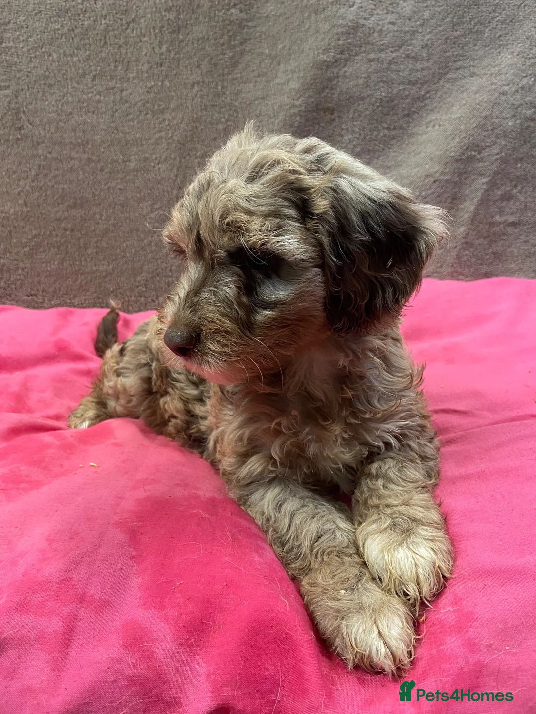 Sproodle dogs for sale: Sproodle  - Advert 2
