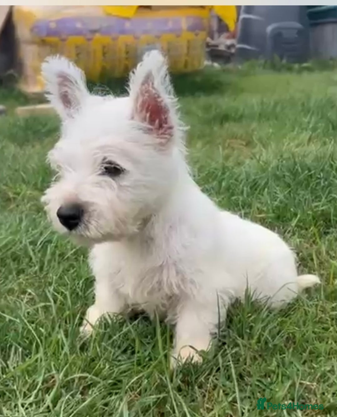 West Highland Terrier dogs for sale: West Highland Terriers show bloodlines - Image 20