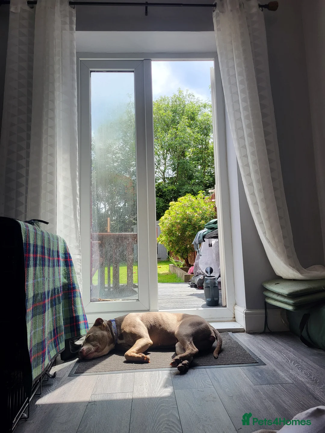 Mixed Breed dogs for sale: Staffy x Female x  - Advert 10