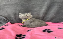 British Shorthair cats for sale: REDUCED!! Pure Breed British Shorthair Kittens - Image 6