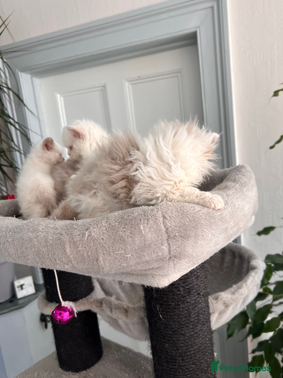 Selkirk Rex cats for sale: SELKIRK REX KITTENS  😻 - Advert 5